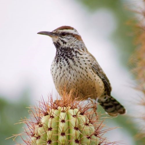 Cactus Wren