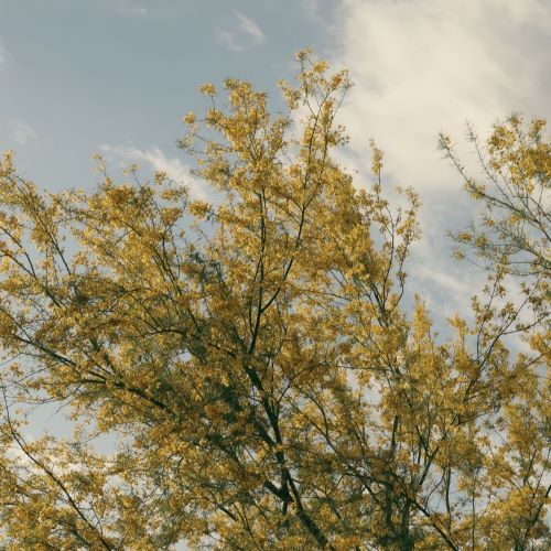 Mesquite Tree
