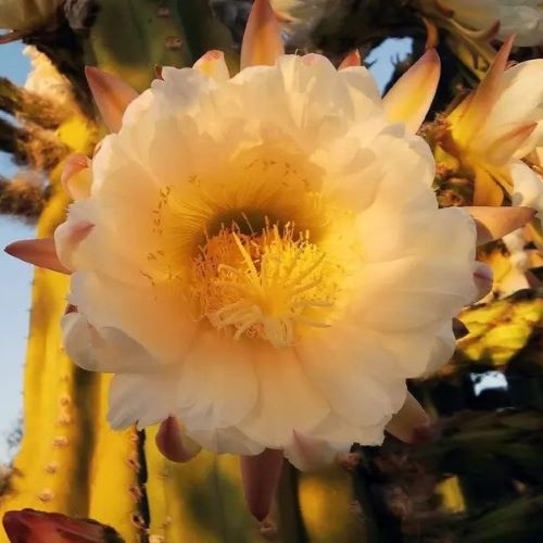 Image of Saguaro cactus